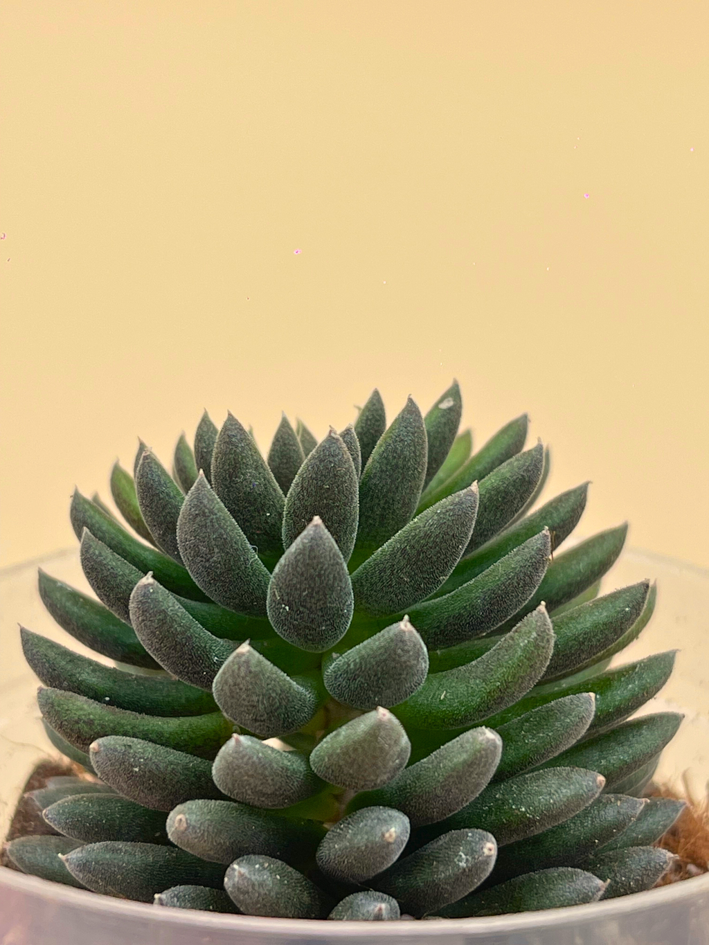 Black Sea Urchin Plants (Sinocrassula yunnanensis)