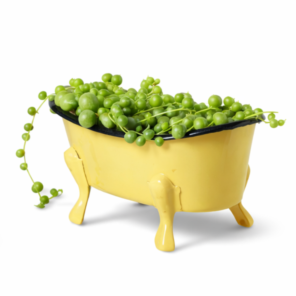 String of Pearls (Bubble Bath!)