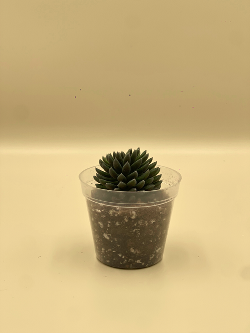 Black Sea Urchin Plants (Sinocrassula yunnanensis)