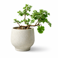 Pelargonium (Bonsai-style Geranium)