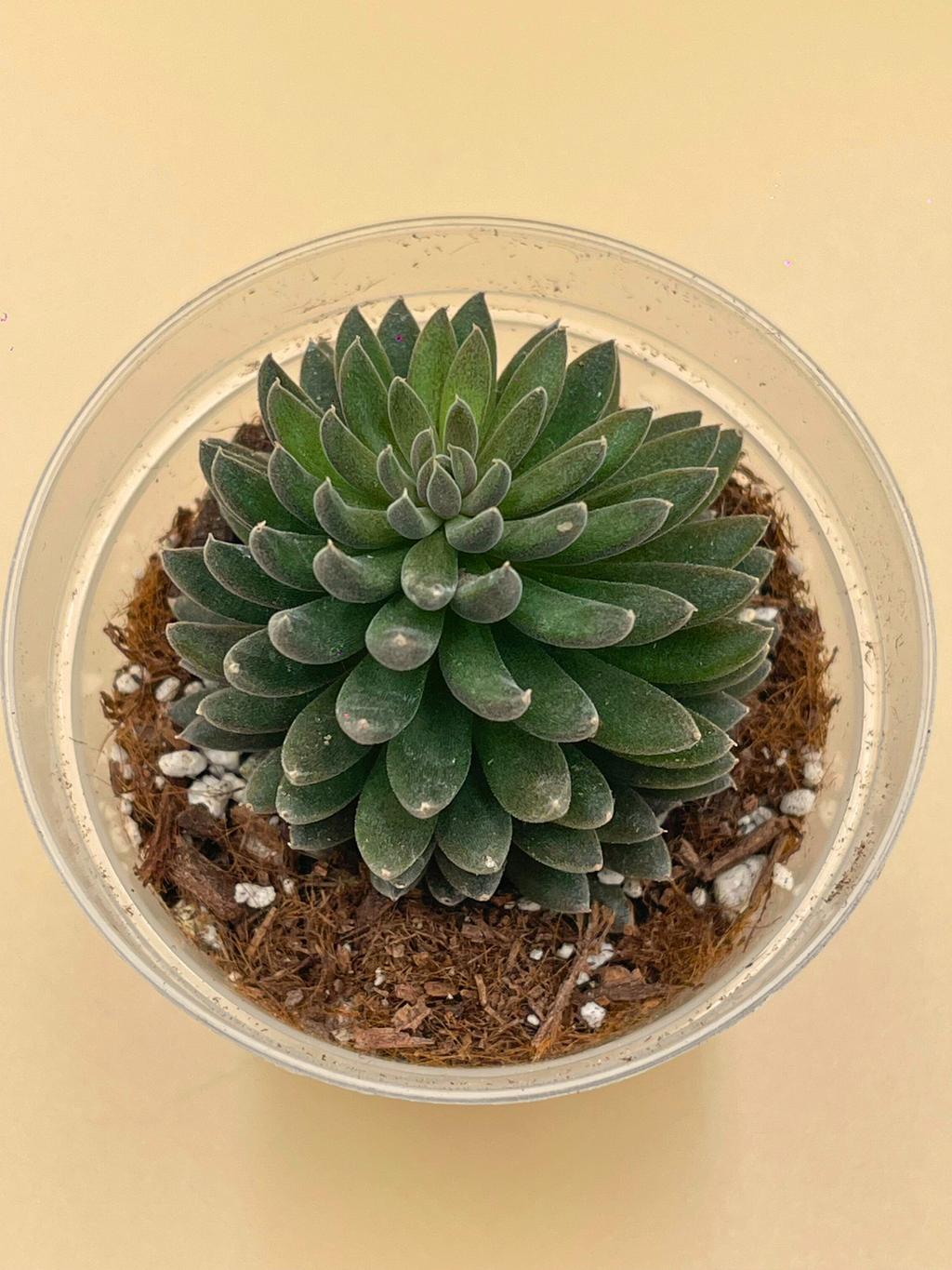 Black Sea Urchin Plants (Sinocrassula yunnanensis)