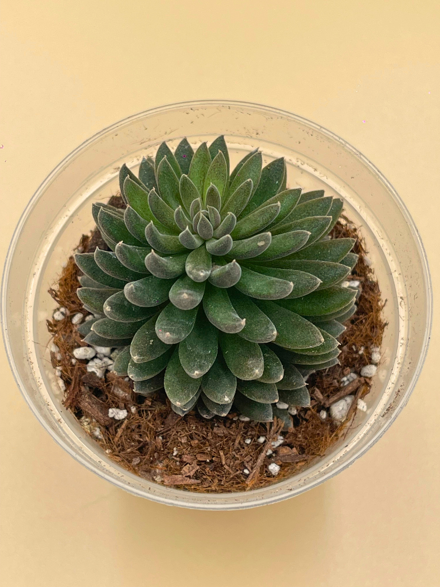 Black Sea Urchin Plants (Sinocrassula yunnanensis)