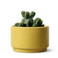 Euphorbia